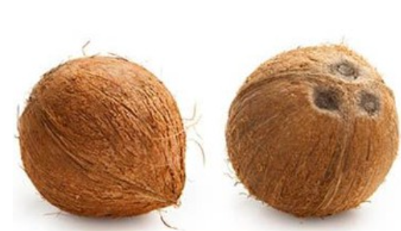 Dry Coconut